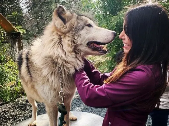 Visitor touching a wolf beside a forest fence