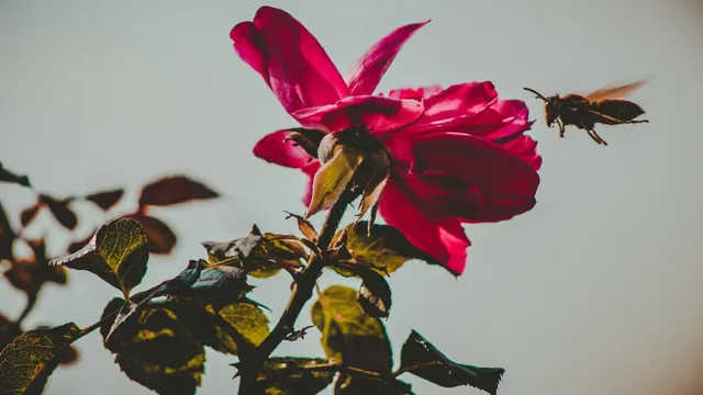 An insect approaching a red flower
