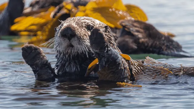 A sea otter raises its hands out of the water. Some kelp is lying across its shoulder.