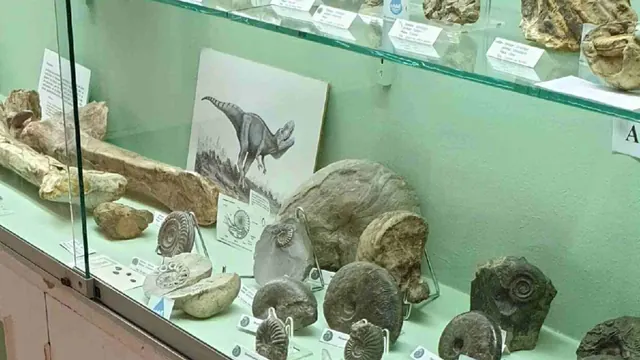 Fossils and illustrations in a museum display identified by the source as Cruzy