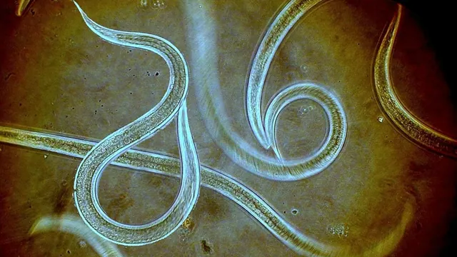 Microscopic roundworms in an illustrative image