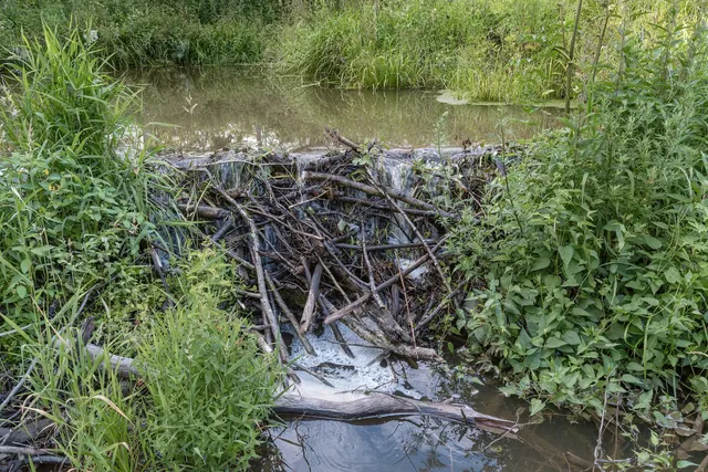 A beaver dam built in a river in Russia.