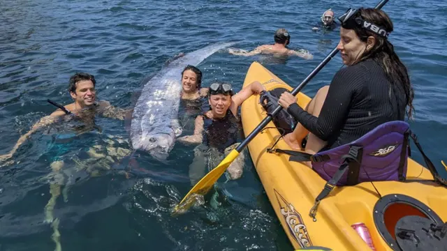 Kayakers and snorkelers beside an oarfish in the water