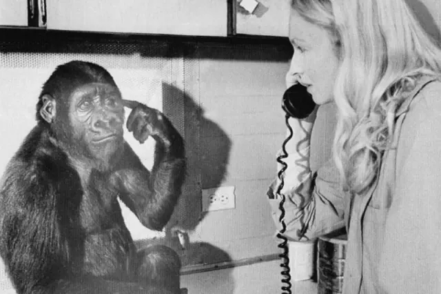 Koko holding a telephone receiver beside Patterson