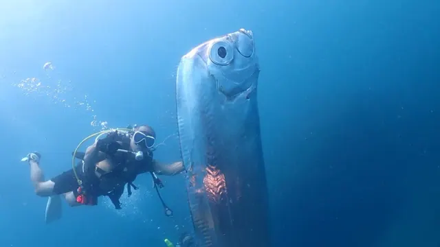 A diver near an oarfish in a separate archive encounter