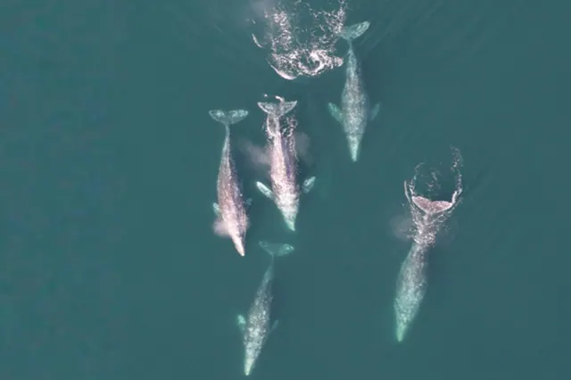 Gray whales photographed during migration off Southern California