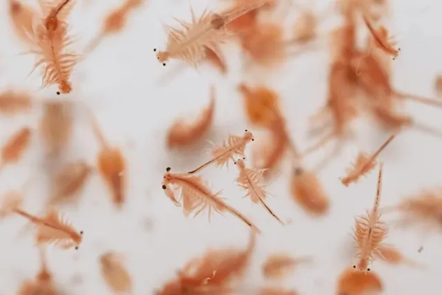 Brine shrimp shown in close-up