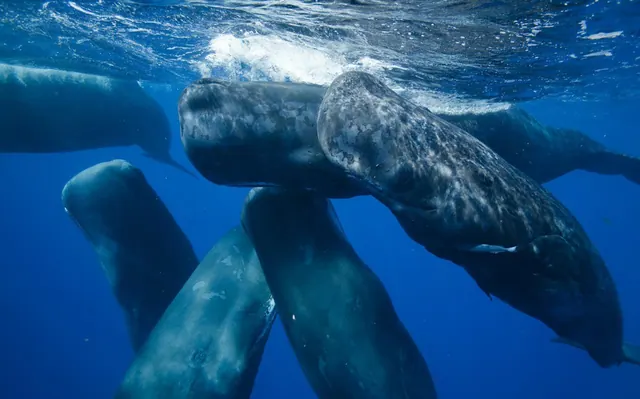 Sperm whales gathered beneath the surface