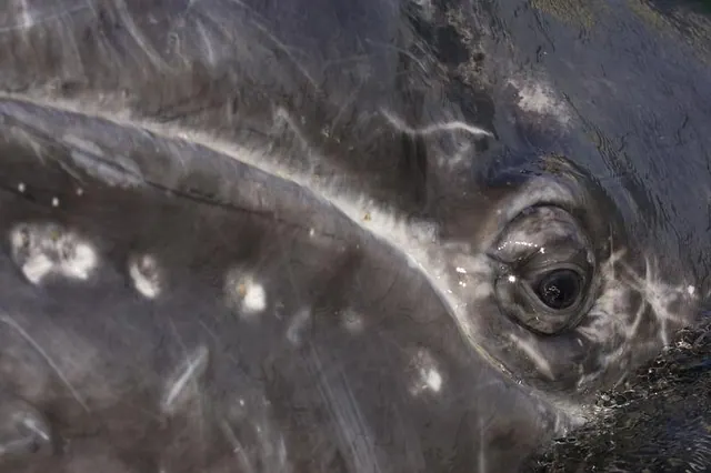 Close view of a gray whale’s eye and mottled skin