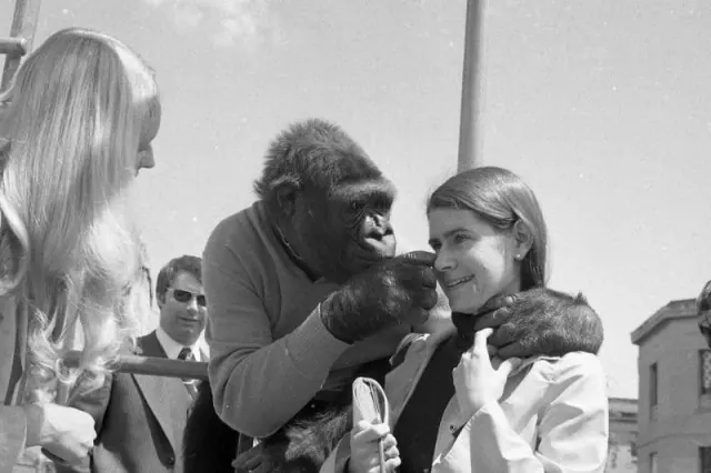 Patterson beside a young gorilla and another visitor