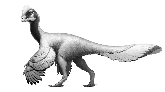 An artist reconstruction of Anzu wyliei