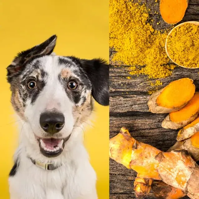 Illustration for “Important Tips That Your Dog Will Thank You For”