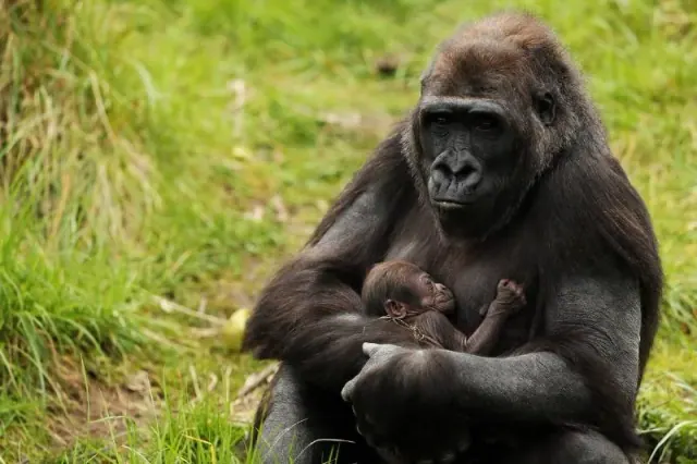Illustrative photograph of another gorilla with a baby, not Koko