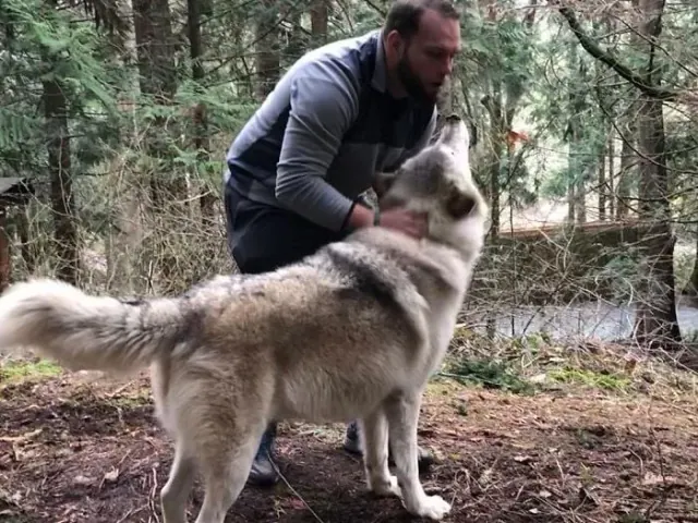 Visitor leaning toward a wolf