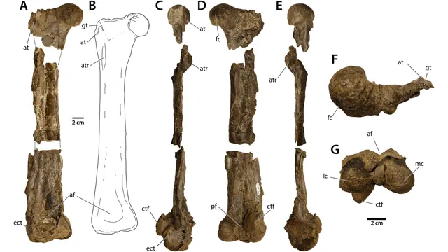 A scientific plate showing the Eoneophron femur in several views