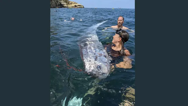 Swimmers with the recovered oarfish in an archive La Jolla photograph
