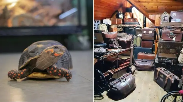 Illustration for “Family Cleans Their Home and Finds the Pet That Has Been Missing for 30 Years”