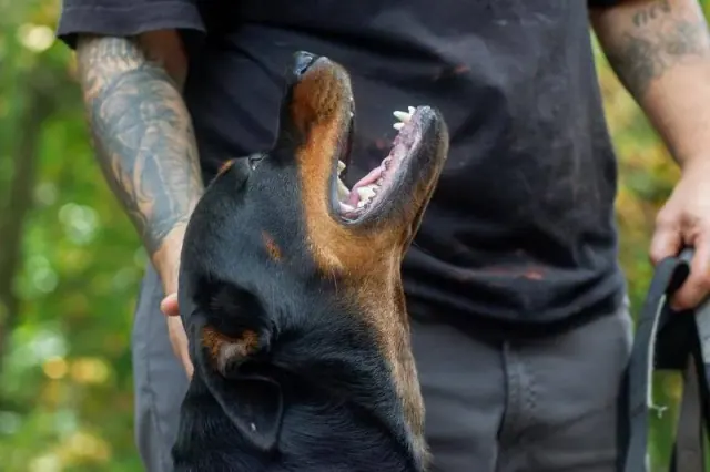Person petting a black-and-tan dog