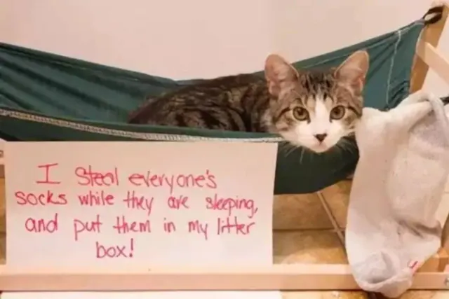 Illustration for “Hilarious Pictures Of The Most Mischievous Cats On Earth”
