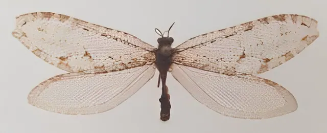 Mounted giant lacewing specimen with its wings spread