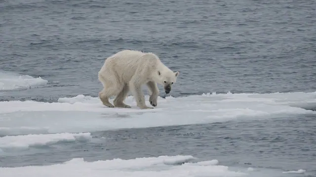 A thin polar bear on ice in an archive photograph