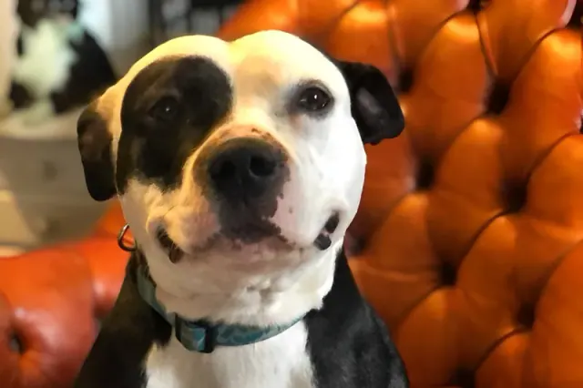 Black-and-white dog sitting on a chair