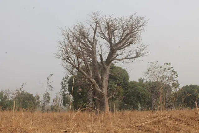 A dry tree among greener trees in an illustrative landscape