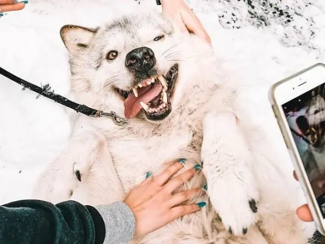White wolf lying back in the snow