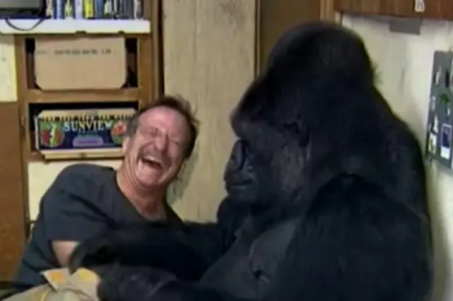 Robin Williams visiting Koko