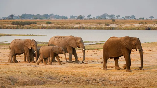 A group of elephants walking beside water