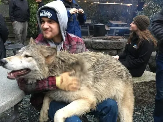 Visitor kneeling beside a wolf