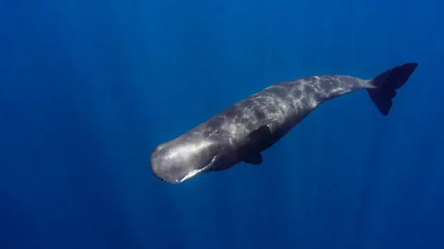 A sperm whale swimming underwater