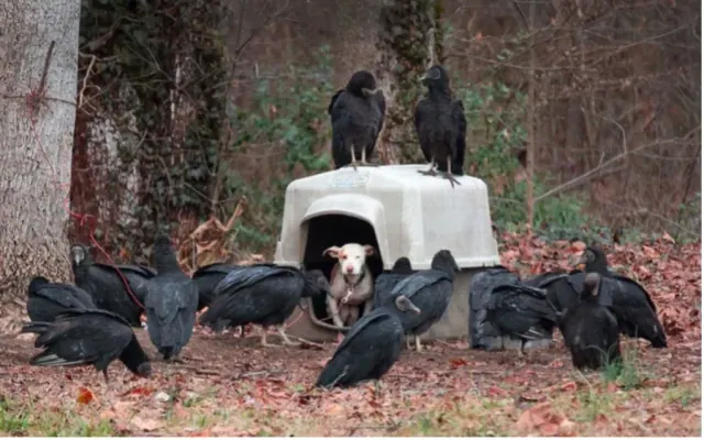 Illustration for “Neglected Pit Bull Gets Left For Vultures”
