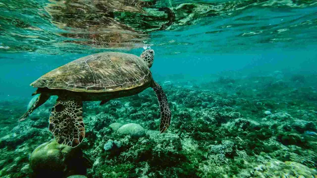 A living sea turtle swimming underwater