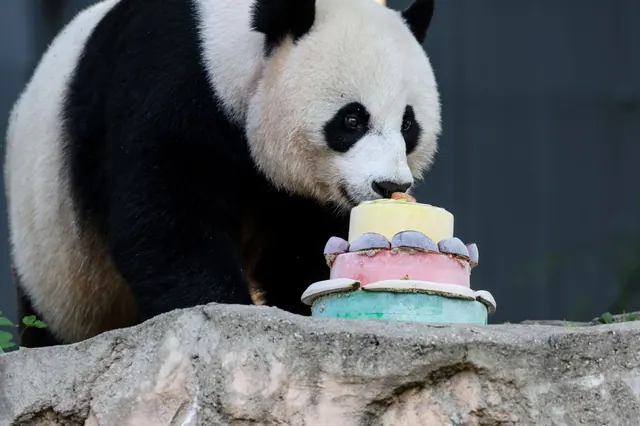 A giant panda beside a decorated frozen treat, an illustrative photograph
