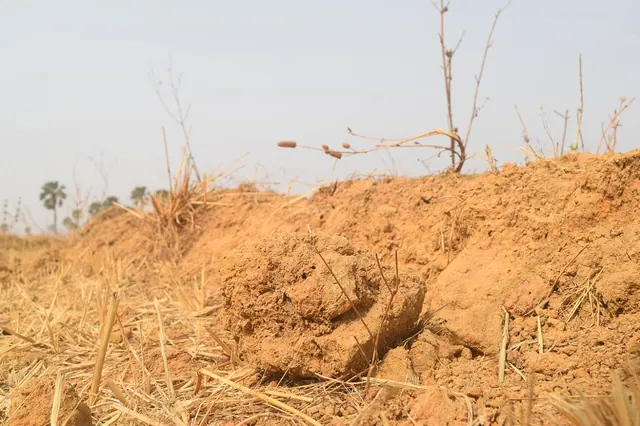 Dry soil and vegetation in an illustrative landscape