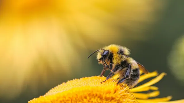 A bee on a yellow flower in sunlight