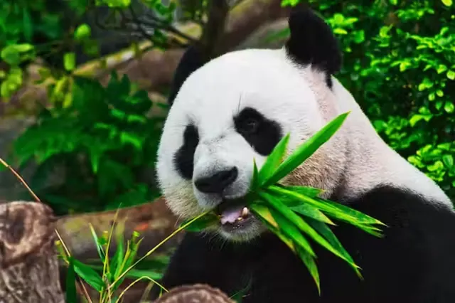 A giant panda eating bamboo in an illustrative photograph