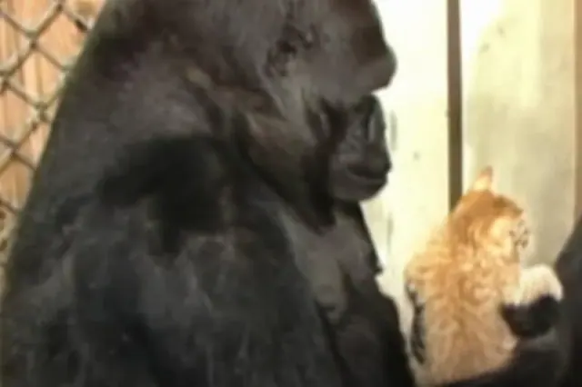 Koko holding an orange kitten