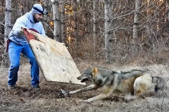 Illustration for “Man Frees a Trapped Wolf and Gets Rewarded With a Heartwarming Reunion”