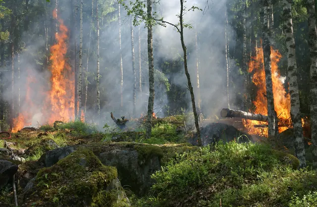 A wildfire in a forest. Plumes of fire rise on the left and right side of the image, and a haze of smoke fills the air.