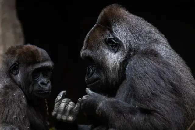 Illustrative photograph of two gorillas together