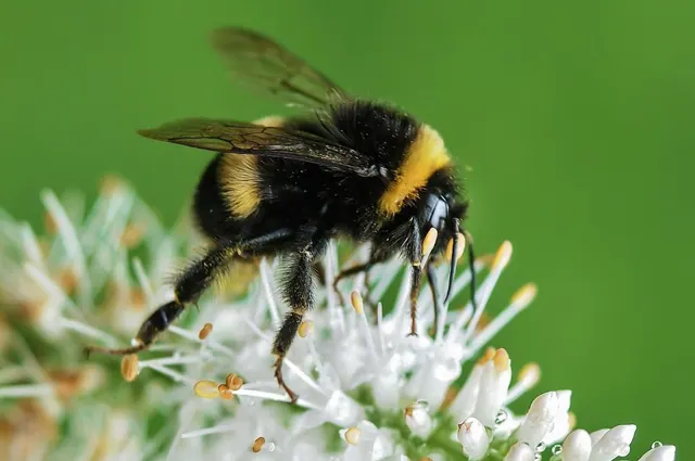 A bumblebee visiting small pale flowers
