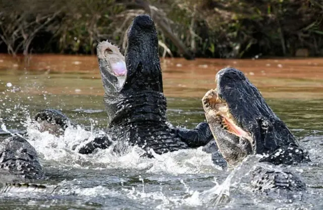 Illustration for “Giant Alligator Caught in Mississippi the Same Day as Florida Capture”