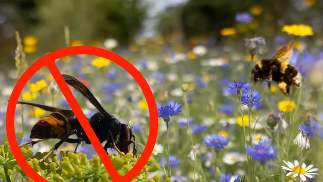 Illustrative composite of flowers, bees and a hornet with a crossed-out symbol
