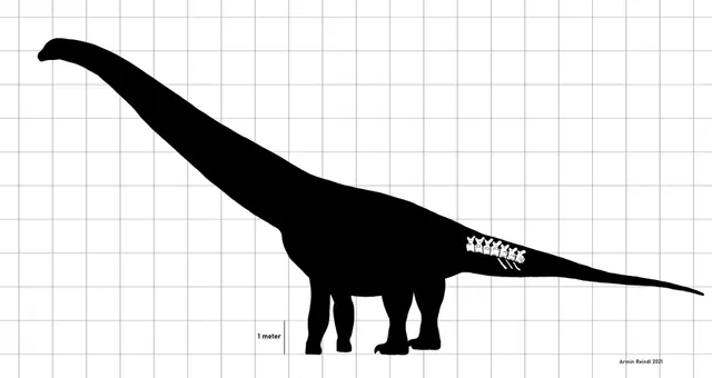 A sauropod silhouette with highlighted bones in a comparison diagram