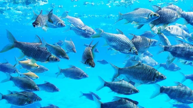 Fish swimming in blue water