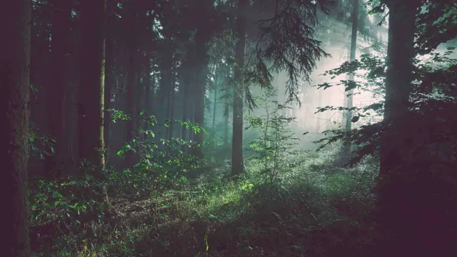 A shaded forest in an illustrative photograph