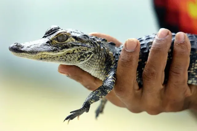 Illustration for “Hunting Gators Actually Benefits the Population”