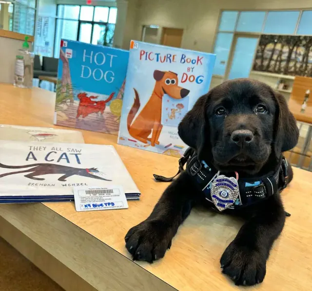 Illustration for “Meet Blue: Rhode Island Police Department Gets First Therapy Dog”